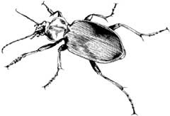 Иллюстрация к книге — Загадки и тайны науки [i_057.jpg]