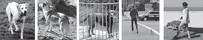 Иллюстрация к книге — Идиот или гений? Как работает и на что способен искусственный интеллект [i_008.jpg]