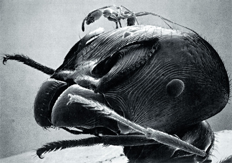 Иллюстрация к книге — Приключения среди муравьев. Путешествие по земному шару с триллионами суперорганизмов [i_001.jpg]