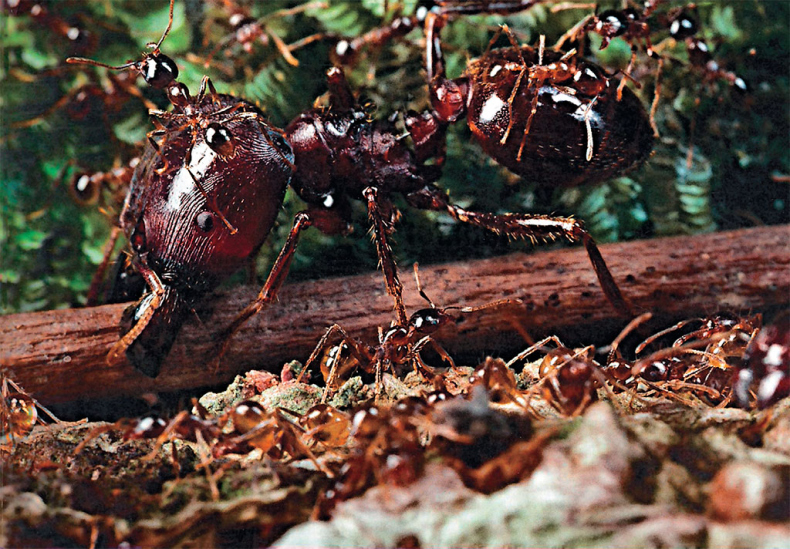 Иллюстрация к книге — Приключения среди муравьев. Путешествие по земному шару с триллионами суперорганизмов [i_003.jpg]