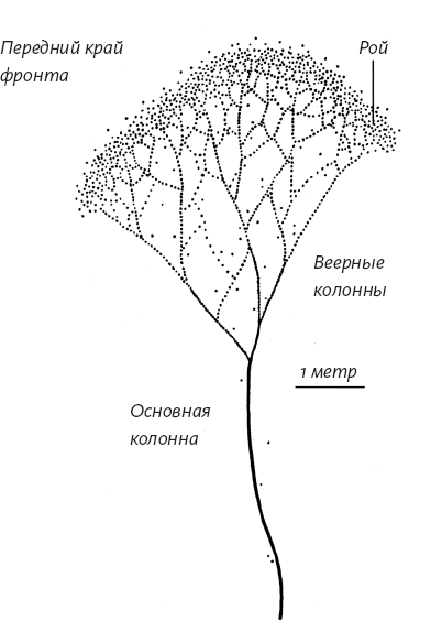 Иллюстрация к книге — Приключения среди муравьев. Путешествие по земному шару с триллионами суперорганизмов [i_006.jpg]