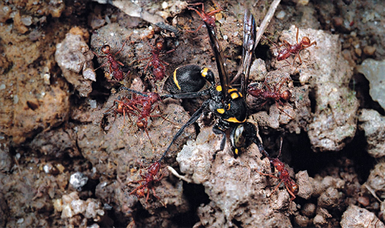 Иллюстрация к книге — Приключения среди муравьев. Путешествие по земному шару с триллионами суперорганизмов [i_007.jpg]