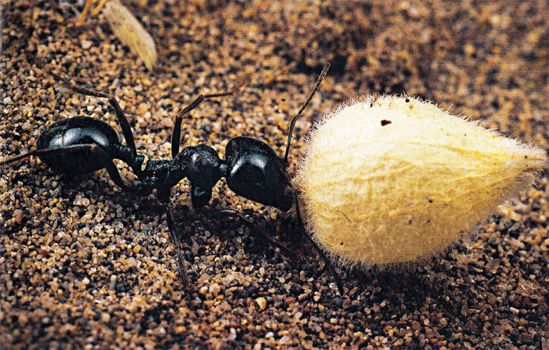 Иллюстрация к книге — Приключения среди муравьев. Путешествие по земному шару с триллионами суперорганизмов [i_009.jpg]