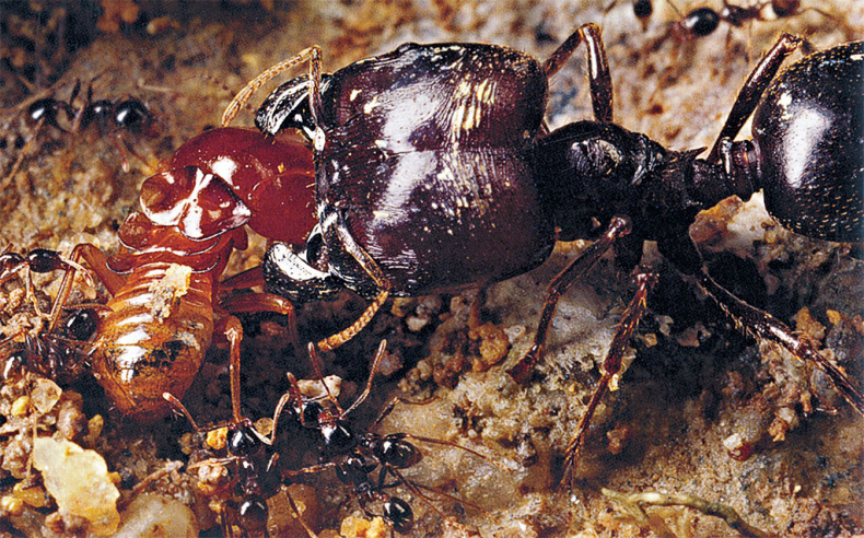 Иллюстрация к книге — Приключения среди муравьев. Путешествие по земному шару с триллионами суперорганизмов [i_011.jpg]