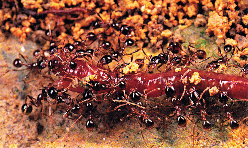 Иллюстрация к книге — Приключения среди муравьев. Путешествие по земному шару с триллионами суперорганизмов [i_016.jpg]