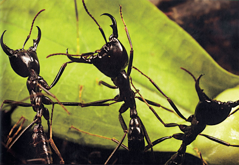 Иллюстрация к книге — Приключения среди муравьев. Путешествие по земному шару с триллионами суперорганизмов [i_019.jpg]