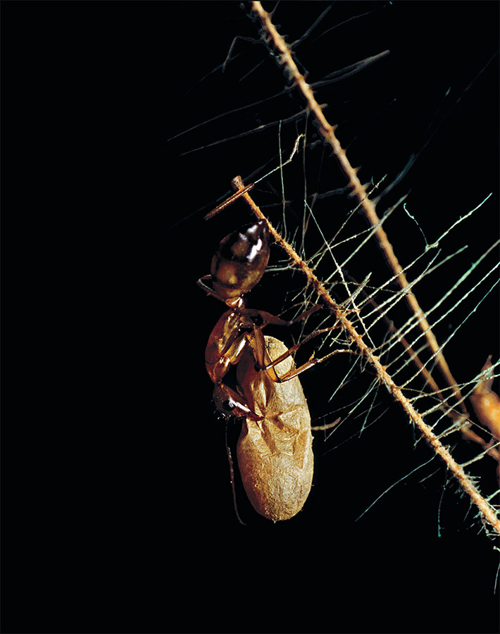 Иллюстрация к книге — Приключения среди муравьев. Путешествие по земному шару с триллионами суперорганизмов [i_020.jpg]