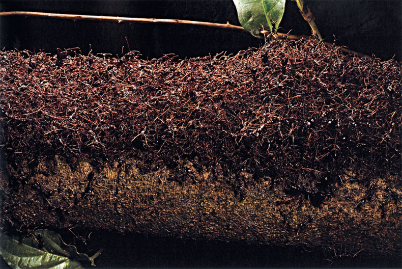 Иллюстрация к книге — Приключения среди муравьев. Путешествие по земному шару с триллионами суперорганизмов [i_021.jpg]