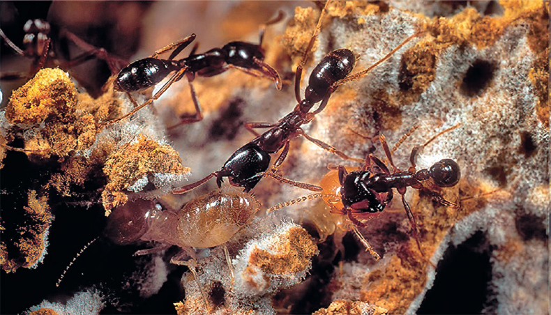 Иллюстрация к книге — Приключения среди муравьев. Путешествие по земному шару с триллионами суперорганизмов [i_022.jpg]