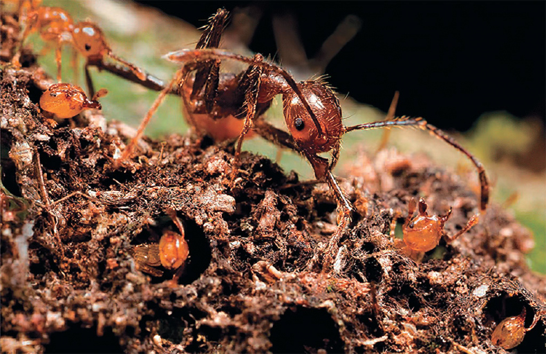 Иллюстрация к книге — Приключения среди муравьев. Путешествие по земному шару с триллионами суперорганизмов [i_024.jpg]