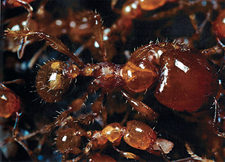 Иллюстрация к книге — Приключения среди муравьев. Путешествие по земному шару с триллионами суперорганизмов [i_027.jpg]