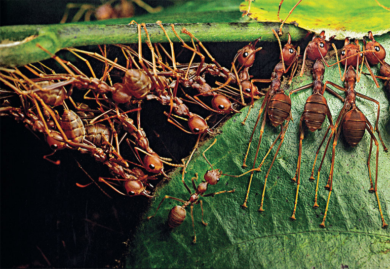 Иллюстрация к книге — Приключения среди муравьев. Путешествие по земному шару с триллионами суперорганизмов [i_028.jpg]