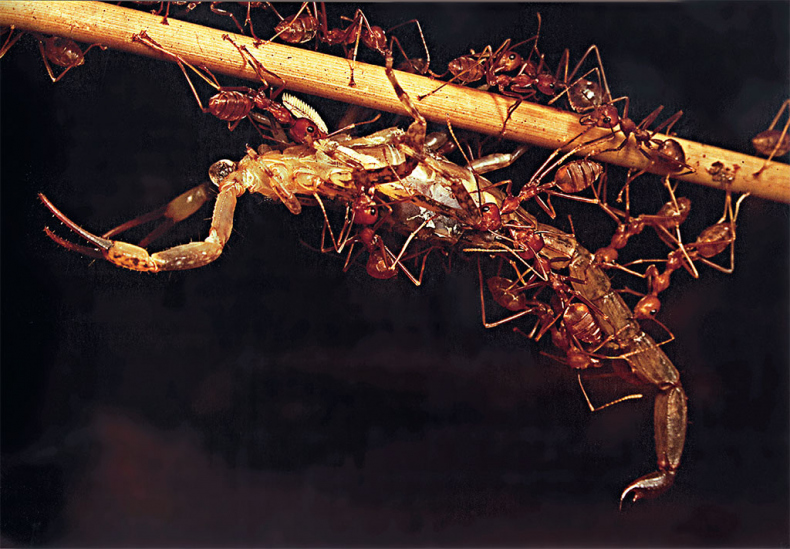 Иллюстрация к книге — Приключения среди муравьев. Путешествие по земному шару с триллионами суперорганизмов [i_031.jpg]