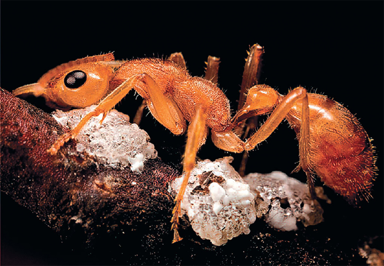 Иллюстрация к книге — Приключения среди муравьев. Путешествие по земному шару с триллионами суперорганизмов [i_033.jpg]