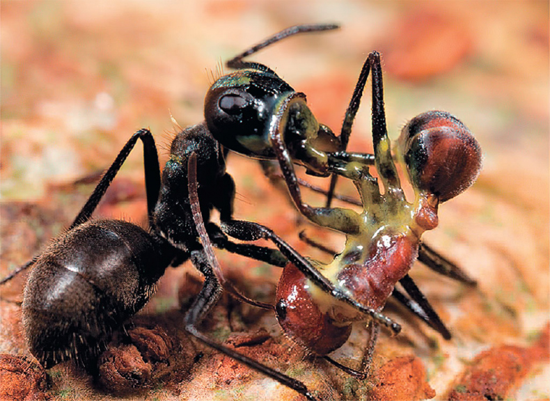 Иллюстрация к книге — Приключения среди муравьев. Путешествие по земному шару с триллионами суперорганизмов [i_034.jpg]