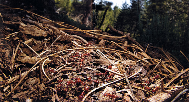 Иллюстрация к книге — Приключения среди муравьев. Путешествие по земному шару с триллионами суперорганизмов [i_045.jpg]