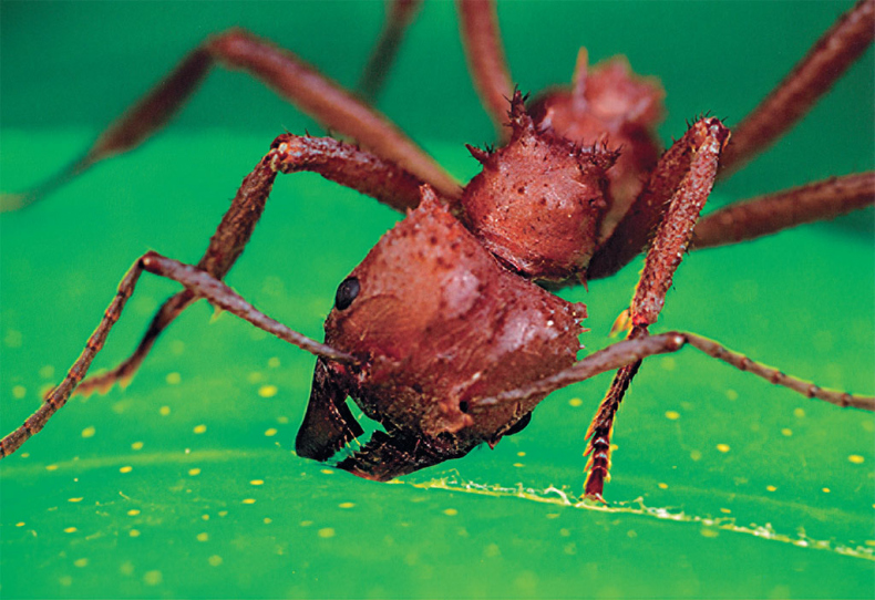 Иллюстрация к книге — Приключения среди муравьев. Путешествие по земному шару с триллионами суперорганизмов [i_047.jpg]