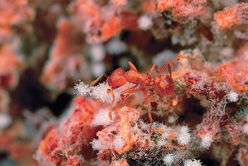 Иллюстрация к книге — Приключения среди муравьев. Путешествие по земному шару с триллионами суперорганизмов [i_049.jpg]