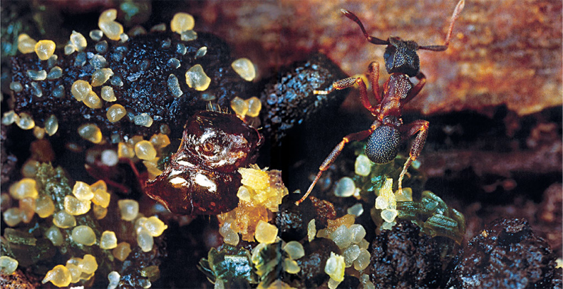 Иллюстрация к книге — Приключения среди муравьев. Путешествие по земному шару с триллионами суперорганизмов [i_054.jpg]