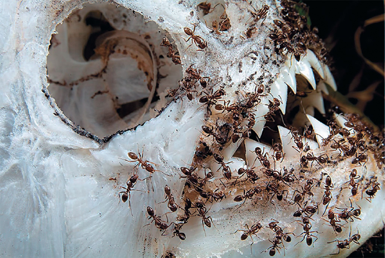 Иллюстрация к книге — Приключения среди муравьев. Путешествие по земному шару с триллионами суперорганизмов [i_058.jpg]