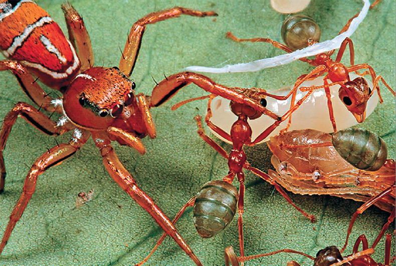 Иллюстрация к книге — Приключения среди муравьев. Путешествие по земному шару с триллионами суперорганизмов [i_059.jpg]