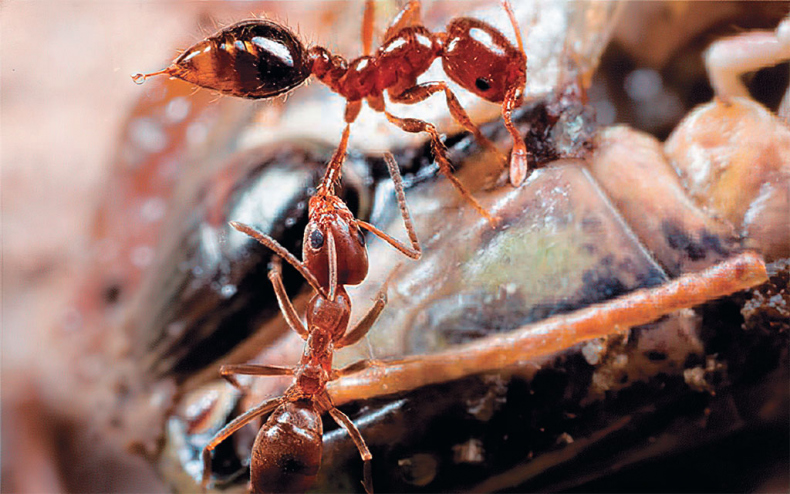 Иллюстрация к книге — Приключения среди муравьев. Путешествие по земному шару с триллионами суперорганизмов [i_060.jpg]