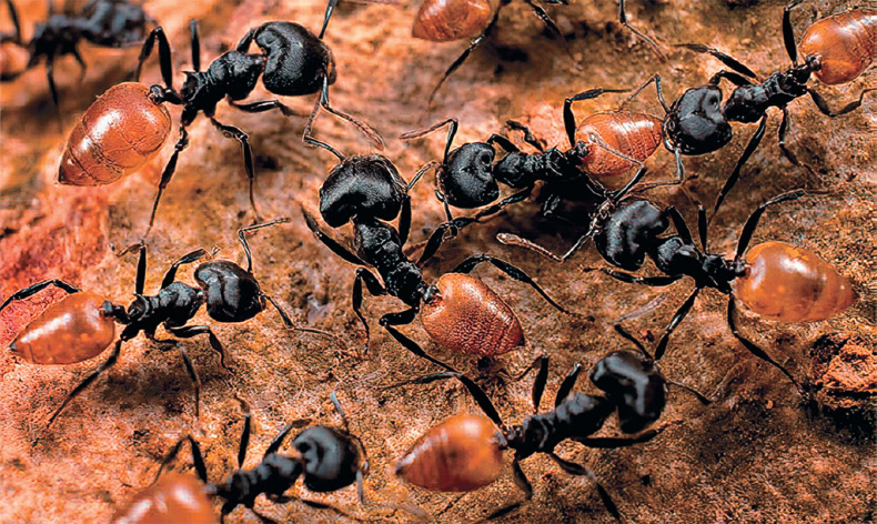 Иллюстрация к книге — Приключения среди муравьев. Путешествие по земному шару с триллионами суперорганизмов [i_062.jpg]