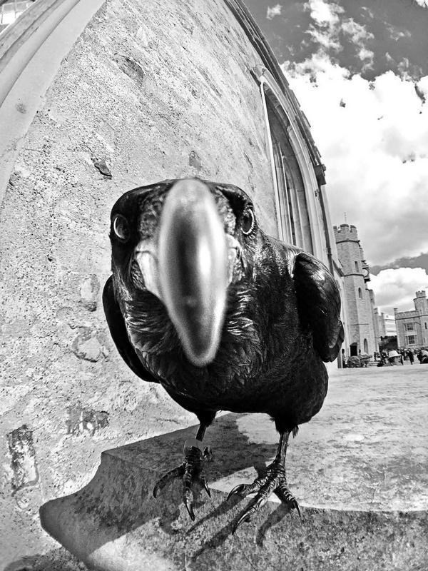 Иллюстрация к книге — Англия. Глазами воронов [image4.jpg]