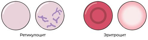 Иллюстрация к книге — Пять литров красного. Что необходимо знать о крови, ее болезнях и лечении [i_004.jpg]