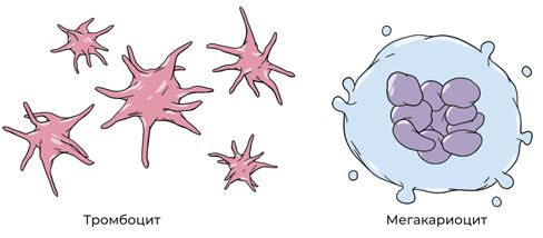 Иллюстрация к книге — Пять литров красного. Что необходимо знать о крови, ее болезнях и лечении [i_008.jpg]