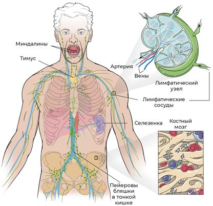 Иллюстрация к книге — Пять литров красного. Что необходимо знать о крови, ее болезнях и лечении [i_013.jpg]