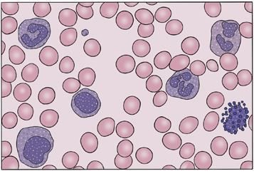 Иллюстрация к книге — Пять литров красного. Что необходимо знать о крови, ее болезнях и лечении [i_046.jpg]