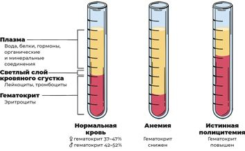 Иллюстрация к книге — Пять литров красного. Что необходимо знать о крови, ее болезнях и лечении [i_137.jpg]