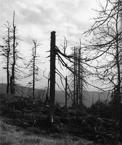 Иллюстрация к книге — Мир под напряжением. История электричества: опасности для здоровья, о которых мы ничего не знали [i_061.jpg]