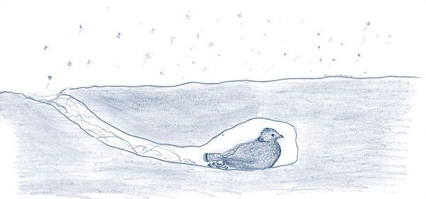 Иллюстрация к книге — Зима: Секреты выживания растений и животных в самое суровое время года [i_002.jpg]