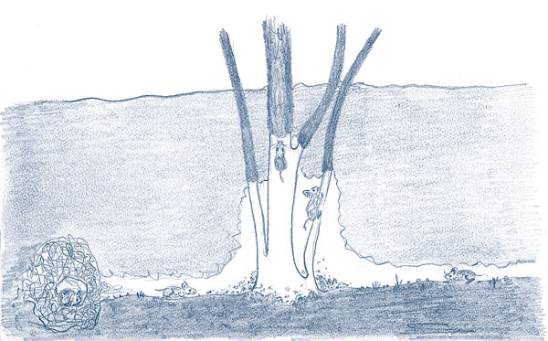 Иллюстрация к книге — Зима: Секреты выживания растений и животных в самое суровое время года [i_003.jpg]