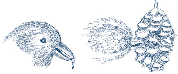 Иллюстрация к книге — Зима: Секреты выживания растений и животных в самое суровое время года [i_005.jpg]