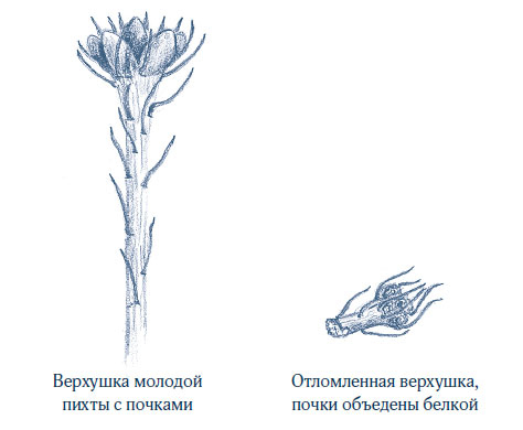 Иллюстрация к книге — Зима: Секреты выживания растений и животных в самое суровое время года [i_008.jpg]
