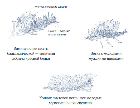 Иллюстрация к книге — Зима: Секреты выживания растений и животных в самое суровое время года [i_009.jpg]