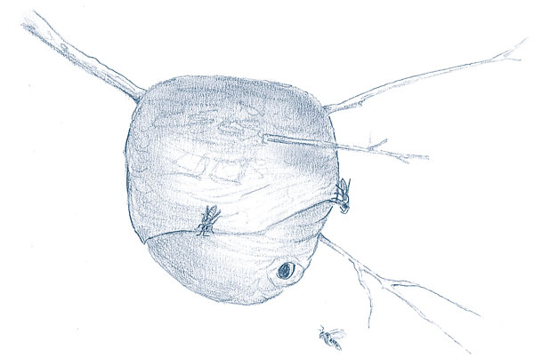 Иллюстрация к книге — Зима: Секреты выживания растений и животных в самое суровое время года [i_011.jpg]