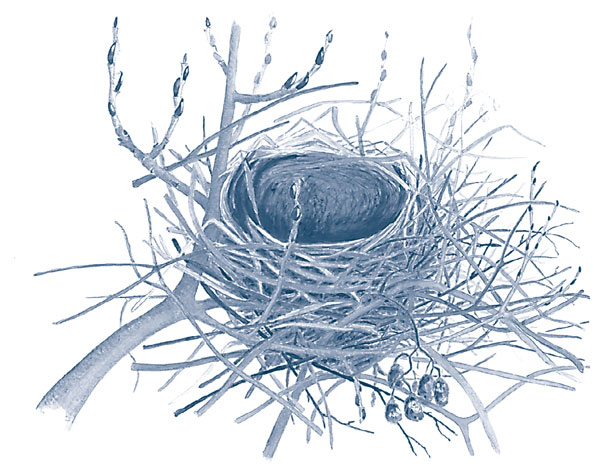 Иллюстрация к книге — Зима: Секреты выживания растений и животных в самое суровое время года [i_015.jpg]