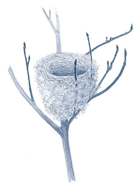 Иллюстрация к книге — Зима: Секреты выживания растений и животных в самое суровое время года [i_018.jpg]