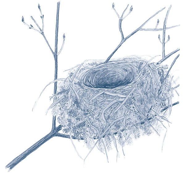 Иллюстрация к книге — Зима: Секреты выживания растений и животных в самое суровое время года [i_019.jpg]