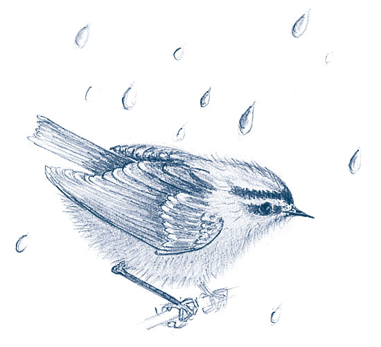 Иллюстрация к книге — Зима: Секреты выживания растений и животных в самое суровое время года [i_025.jpg]