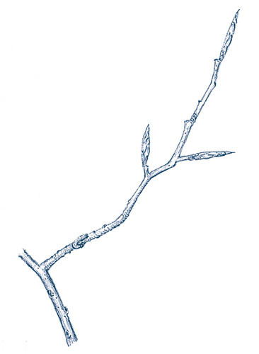 Иллюстрация к книге — Зима: Секреты выживания растений и животных в самое суровое время года [i_030.jpg]