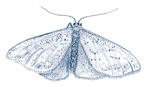 Иллюстрация к книге — Зима: Секреты выживания растений и животных в самое суровое время года [i_031.jpg]