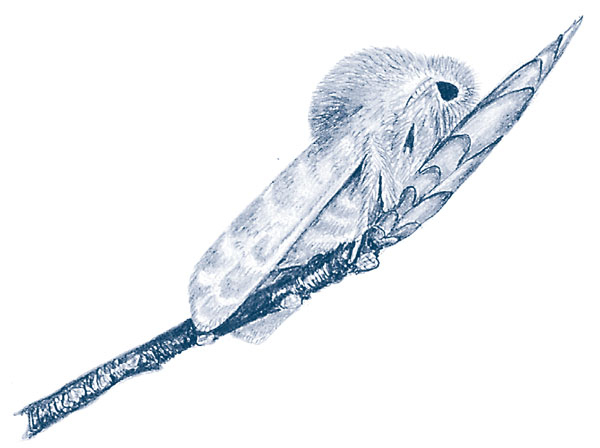 Иллюстрация к книге — Зима: Секреты выживания растений и животных в самое суровое время года [i_034.jpg]