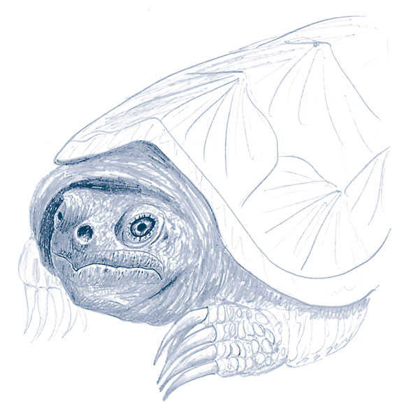 Иллюстрация к книге — Зима: Секреты выживания растений и животных в самое суровое время года [i_035.jpg]