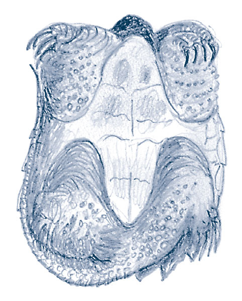 Иллюстрация к книге — Зима: Секреты выживания растений и животных в самое суровое время года [i_036.jpg]