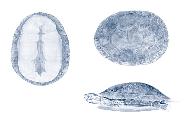 Иллюстрация к книге — Зима: Секреты выживания растений и животных в самое суровое время года [i_037.jpg]